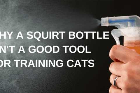 Why a Squirt Bottle isn’t a Good Tool for Training Cats