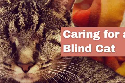 Caring for a Blind Cat