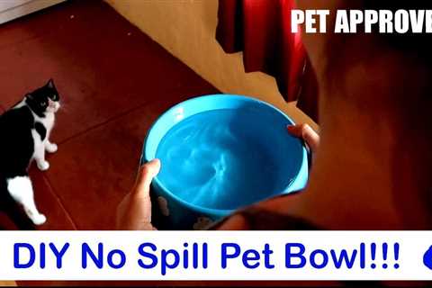 How to Stop Cat From Spilling Water Bowl