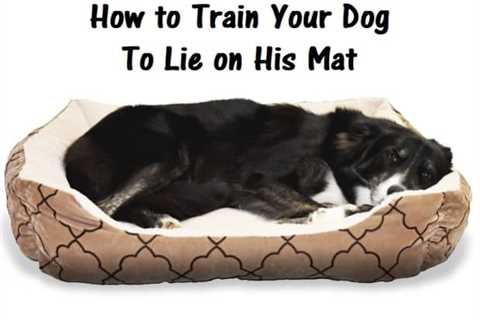 How to Teach Your Dog to Go to a Mat