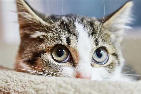 Why Your Cat's Fears Are a Sign of Something Else