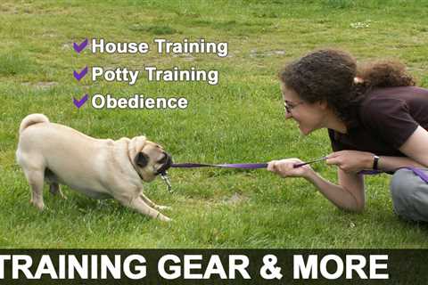 Pug Training Basics