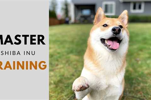 How to Train a Shiba Inu