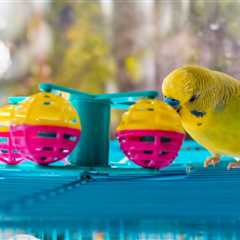 Best Toys for Pet Birds: The Ultimate Buying Guide [2023]