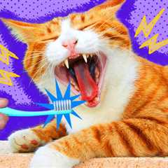 Why Your Cat Needs to Brush Their Teeth