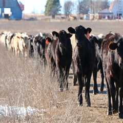 Where to Find the Best Oklahoma Show Steers for Sale or Lease