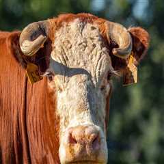 The Perfect Horn Shape for Oklahoma Show Steers