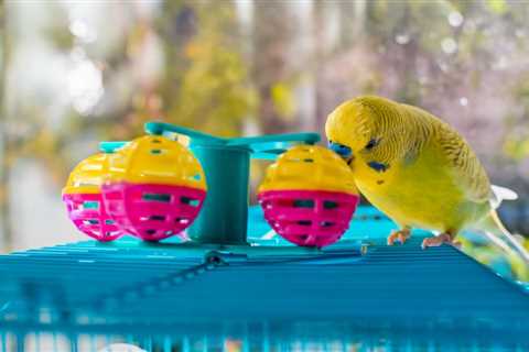 Best Toys for Pet Birds: The Ultimate Buying Guide [2023]