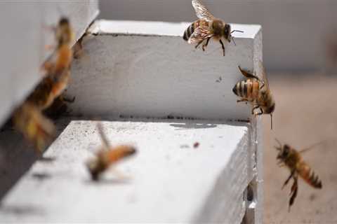 How Bee Keeping Is Helping To Support Local Agriculture In Sacramento