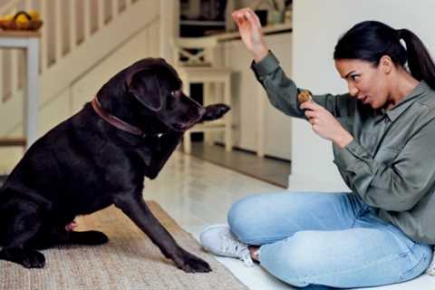 Clicker Training Dogs