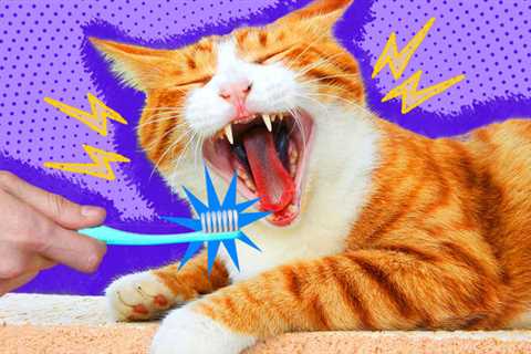 Why Your Cat Needs to Brush Their Teeth