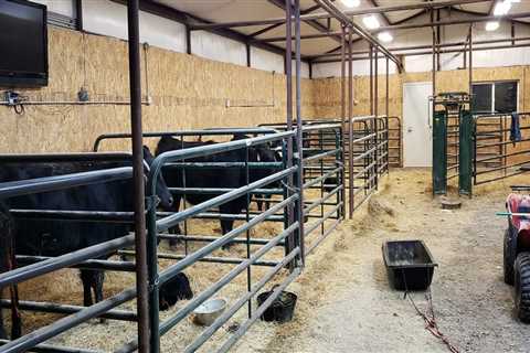 What is the Ideal Size for Show Steer Pens?