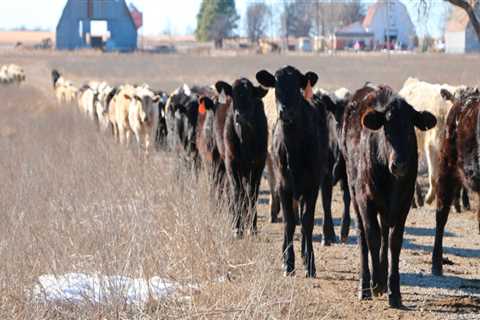 Where to Find the Best Oklahoma Show Steers for Sale or Lease