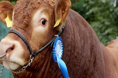 Grooming Oklahoma Show Steers for Competition: Expert Tips