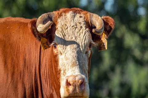 The Perfect Horn Shape for Oklahoma Show Steers