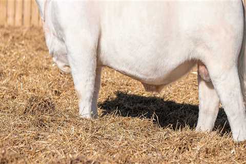 6 Criteria for Judging Beef Steers: An Expert's Guide