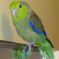 Sitting on My Hand My Parrotlet Will Give Me a Good Wallop