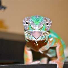 Herp Photo of the Day: Chameleon