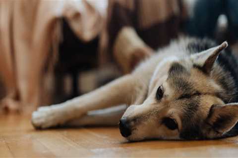 What is the Liability Policy for Pet Sitting Services in Nashville, TN?