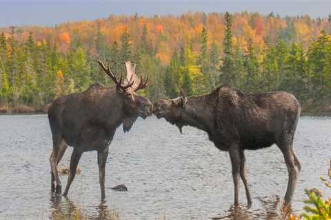 Preserving Canada's Wildlife: The Main Goals of Canadian Wildlife Campaigns