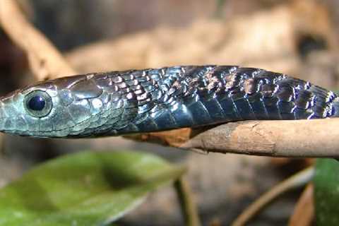 Herp Photo of the Day: Happy Rattlesnake Friday!