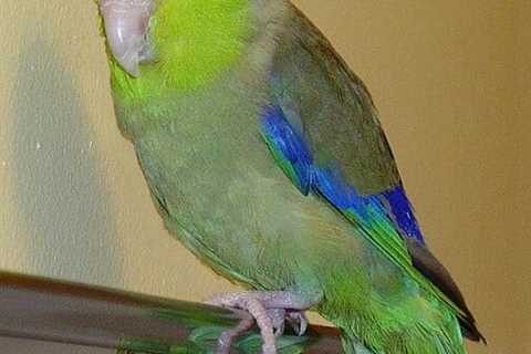 Sitting on My Hand My Parrotlet Will Give Me a Good Wallop