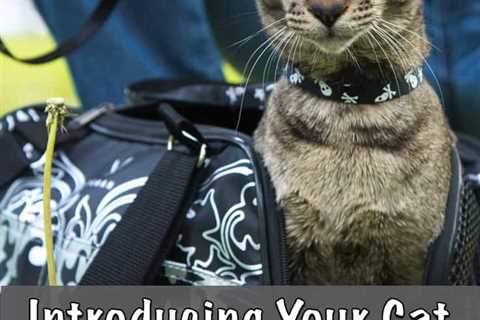 Introducing Your Cat To RV Travel