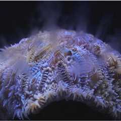 Ex situ Spawning in Two Highly Disease Susceptible Corals