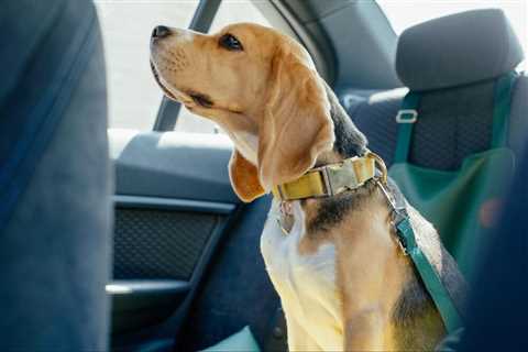 Best Dog Travel Tips