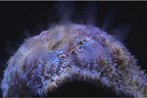 Ex situ Spawning in Two Highly Disease Susceptible Corals