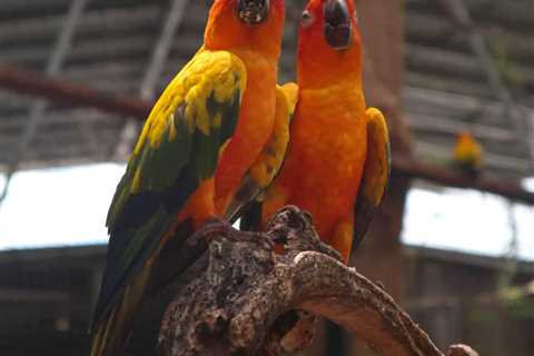 My Parrots are Eating House Plants How Dangerous Is This?