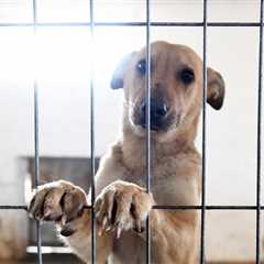 How To Help A Shelter Dog When You Can’t Adopt