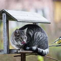 My Cat Keeps Catching Birds, How Do I Stop Them? 6 Tips