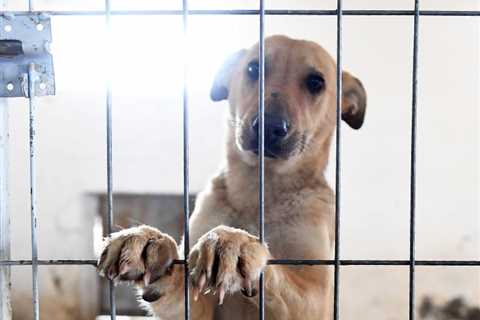 How To Help A Shelter Dog When You Can’t Adopt