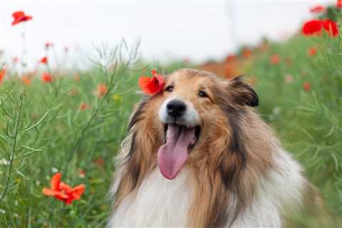 The 13 Best Dog Food Toppers for Collies