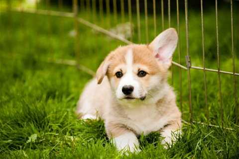 How Much Does A Purebred Corgi Cost?