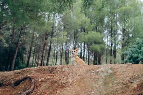 7 Tips and 5 Dangers When It Comes to Corgis and Hiking