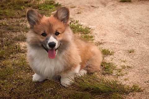 Colors of the Corgi Explained: Corgi Facts