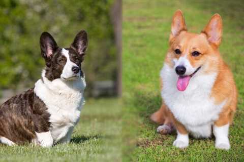 2 Types Of Corgis: What’s the Difference?