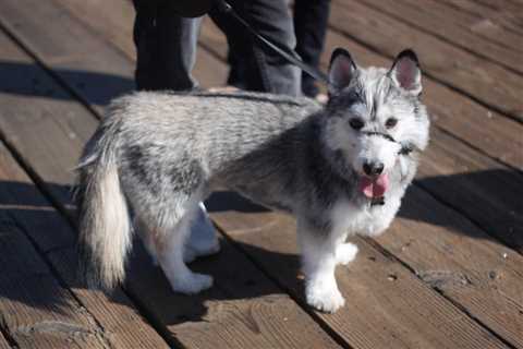 7 Reasons Why the Husky Corgi Mix is Too Cute for Words