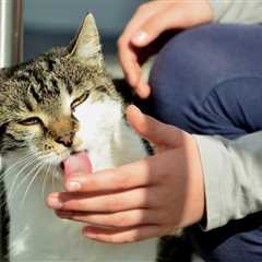 Why Does Your Cat Lick You? 10 Likely Reasons