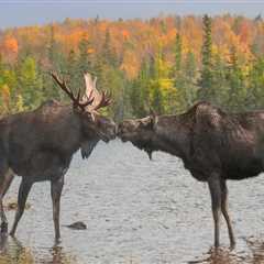 Partnerships to Support Canadian Wildlife Conservation