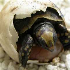 Herp Photo of the Day: Tortoise