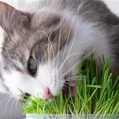 Why You Should Grow Cat Grass: Benefits & Uses Explained