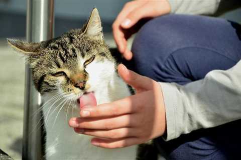 Why Does Your Cat Lick You? 10 Likely Reasons