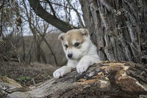 Interesting Facts to Know about Husky Corgi Mix