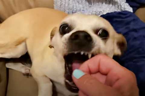 Woman Learns How To Touch Angry Chihuahua And Changes His Fate In A Week