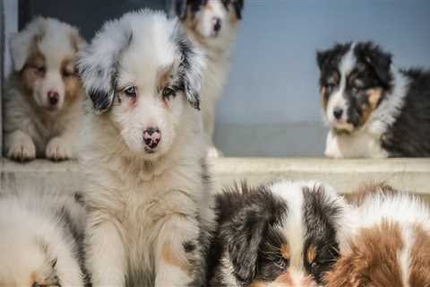 How Much Does an Australian Shepherd Cost?