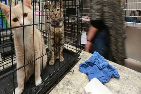 Do Animal Shelters in Lee County, Florida Have a Waiting List for Adoptions?