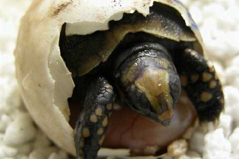 Herp Photo of the Day: Tortoise